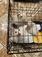 Malti-Pom Puppies for sale in Glendale, AZ 85303, USA. price: NA