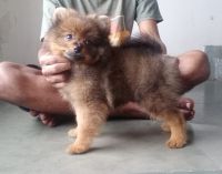 Malti-Pom Puppies for sale in Chembur, Mumbai, Maharashtra, India. price: 20000 INR