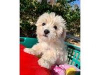 Malti-Pom Puppies for sale in Charleston, SC, USA. price: NA