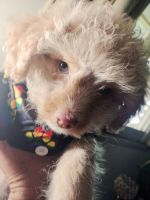 Malti-Pom Puppies for sale in Glendora, CA, USA. price: $400