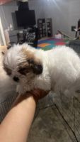 Malti-Pom Puppies for sale in Independence, MO, USA. price: $500