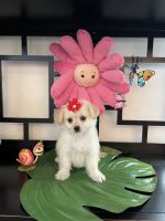 Malti-Pom Puppies for sale in Corona, CA, USA. price: $400