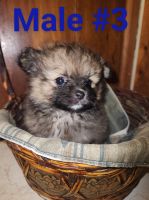 Malti-Pom Puppies for sale in Shelbyville, TN, USA. price: $600