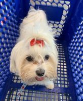 Maltipoo Puppies for sale in Clairemont, San Diego, CA, USA. price: NA