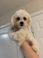 Maltipoo Puppies for sale in Raleigh, NC, USA. price: NA
