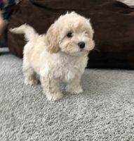 Maltipoo Puppies for sale in Lehi, UT, USA. price: NA
