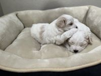 Maltipoo Puppies for sale in Westlake Village, CA, USA. price: NA