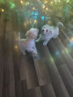 Maltipoo Puppies for sale in Branch Hill Rd, Virginia 22911, USA. price: NA