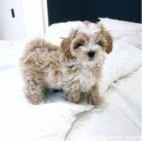 Maltipoo Puppies for sale in Brookline, MA, USA. price: NA