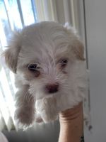 Maltipoo Puppies for sale in Sioux Falls, SD, USA. price: NA