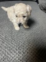 Maltipoo Puppies for sale in Cook County, IL, USA. price: NA