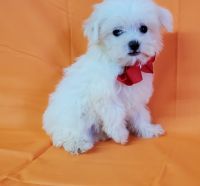 Maltipoo Puppies for sale in Pearson, GA 31642, USA. price: NA
