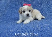 Maltipoo Puppies for sale in Whittier, CA, USA. price: NA