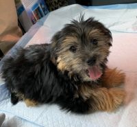 Maltipoo Puppies for sale in Elgin, SC, USA. price: NA