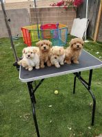 Maltipoo Puppies for sale in Fullerton, CA, USA. price: NA