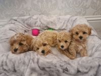 Maltipoo Puppies for sale in California Crossing Rd, Dallas, TX, USA. price: NA
