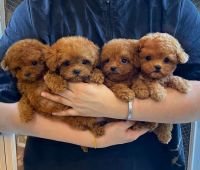 Maltipoo Puppies for sale in California Crossing Rd, Dallas, TX, USA. price: NA