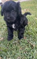 Maltipoo Puppies for sale in Ontario, CA, USA. price: NA
