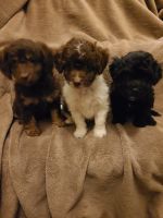 Maltipoo Puppies for sale in Grandville, MI, USA. price: NA