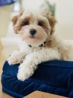 Maltipoo Puppies for sale in St. Louis, MO, USA. price: NA