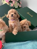 Maltipoo Puppies for sale in San Francisco Bay Area, CA, USA. price: NA