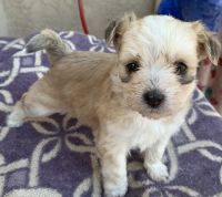 Maltipoo Puppies for sale in Bakersfield, CA, USA. price: NA