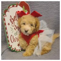 Maltipoo Puppies for sale in Taylor, TX 76574, USA. price: NA