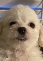 Maltipoo Puppies for sale in Hayward, CA, USA. price: NA