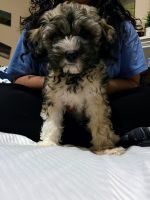 Maltipoo Puppies for sale in Stafford, TX 77477, USA. price: NA