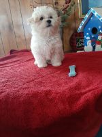 Maltipoo Puppies for sale in Ligonier, IN 46767, USA. price: NA