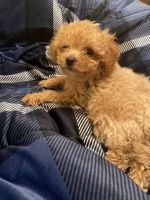 Maltipoo Puppies for sale in Van Nuys, Los Angeles, CA, USA. price: NA