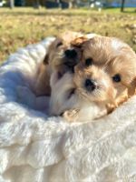 Maltipoo Puppies for sale in 4475 N Garland Ave, Garland, TX 75040, USA. price: NA