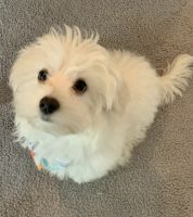 Maltipoo Puppies for sale in McKnight, PA 15237, USA. price: NA