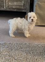 Maltipoo Puppies for sale in Milpitas, CA 95035, USA. price: NA