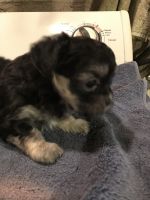 Maltipoo Puppies for sale in Saltsburg, PA 15681, USA. price: NA