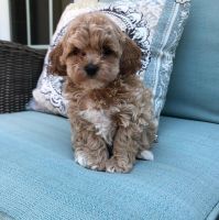 Maltipoo Puppies for sale in New Jersey Turnpike, Kearny, NJ, USA. price: NA
