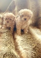 Maltipoo Puppies for sale in Stockton, CA, USA. price: NA