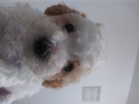 Maltipoo Puppies for sale in Bakersfield, CA 93307, USA. price: NA