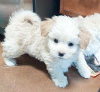 Maltipoo Puppies for sale in Tucson, AZ, USA. price: NA