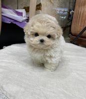 Maltipoo Puppies for sale in Los Angeles, CA, USA. price: NA