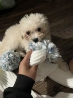 Maltipoo Puppies for sale in Norwalk, CA, USA. price: NA