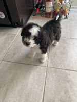 Maltipoo Puppies for sale in Manor, TX 78653, USA. price: NA