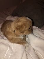 Maltipoo Puppies for sale in Menifee, CA 92584, USA. price: NA
