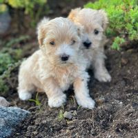 Maltipoo Puppies for sale in California City, CA, USA. price: NA