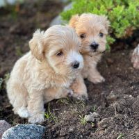 Maltipoo Puppies for sale in Central Louisiana, LA, USA. price: NA