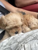 Maltipoo Puppies for sale in St. Petersburg, FL, USA. price: NA