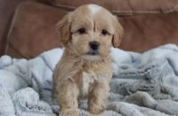 Maltipoo Puppies for sale in Ohio City, Cleveland, OH, USA. price: NA