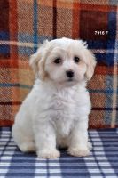 Maltipoo Puppies for sale in West Branch, MI 48661, USA. price: NA