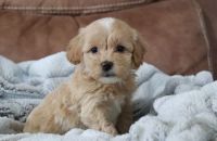 Maltipoo Puppies for sale in New York, NY, USA. price: NA