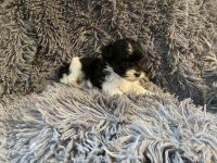 Maltipoo Puppies for sale in Fort Myers, FL, USA. price: NA